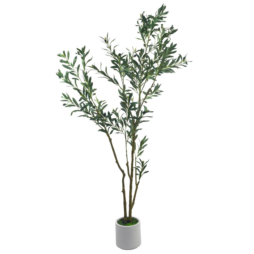 planta-olivo-1-8-1295