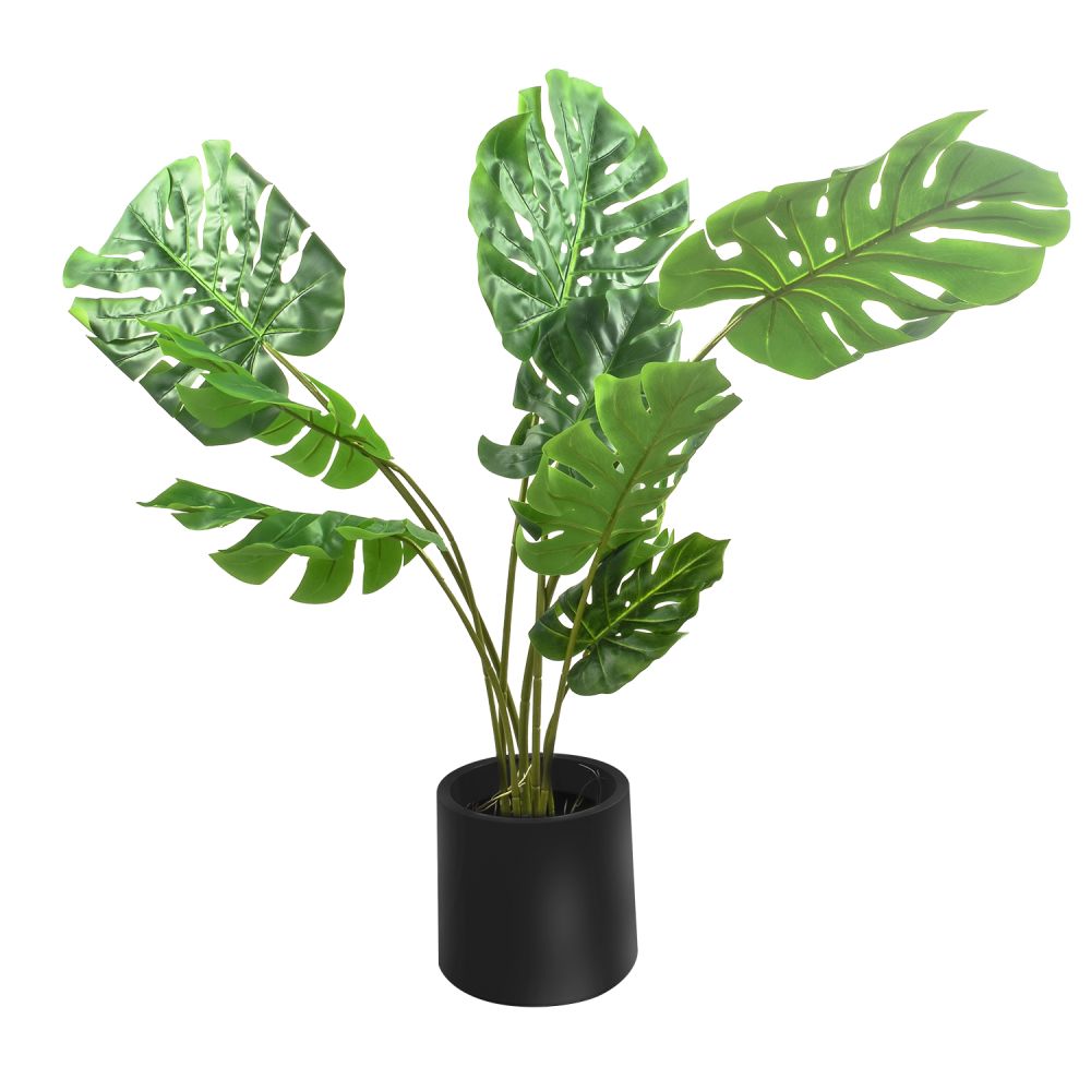 planta-monstera-1302