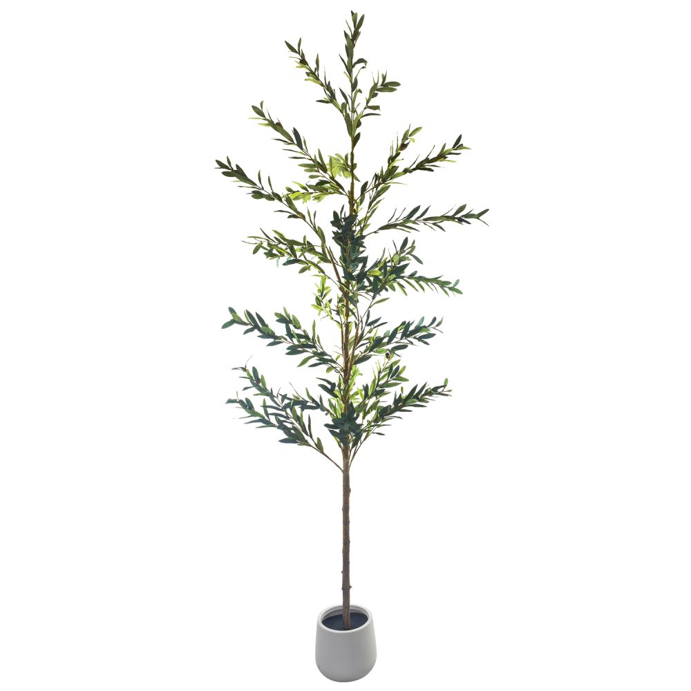 planta-olivo-240-1296