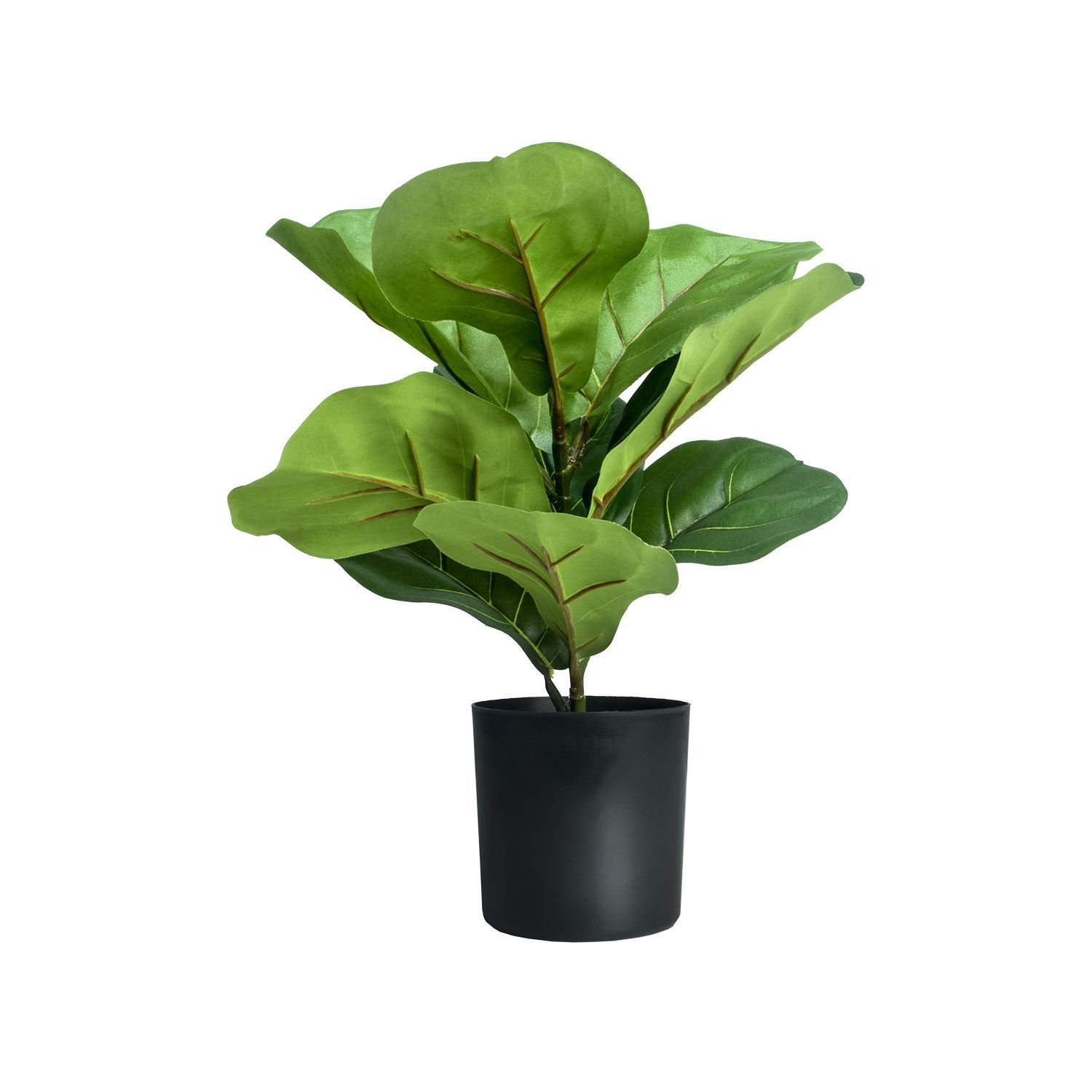 141811-FICUS30CM-3.jpg