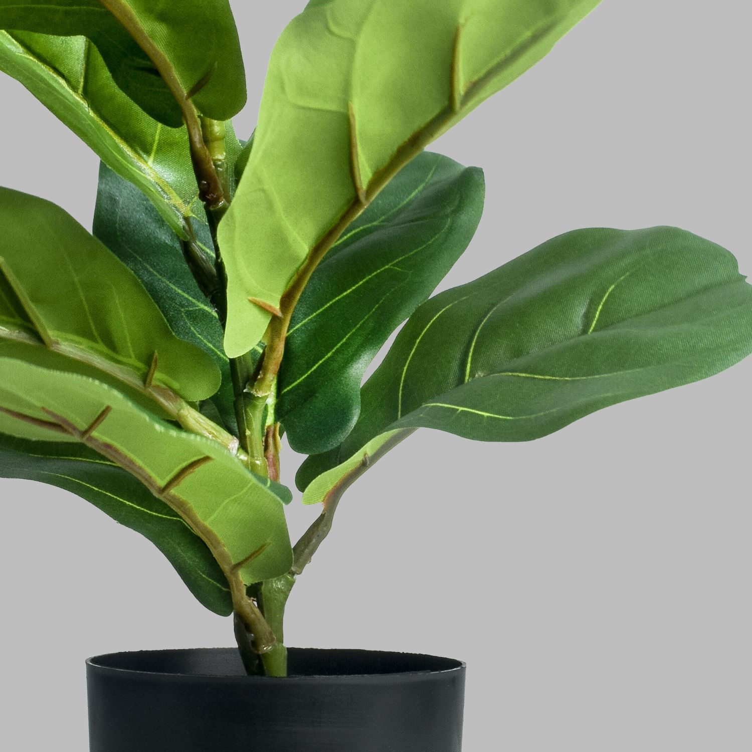 183470-FICUS30CM-4.jpg