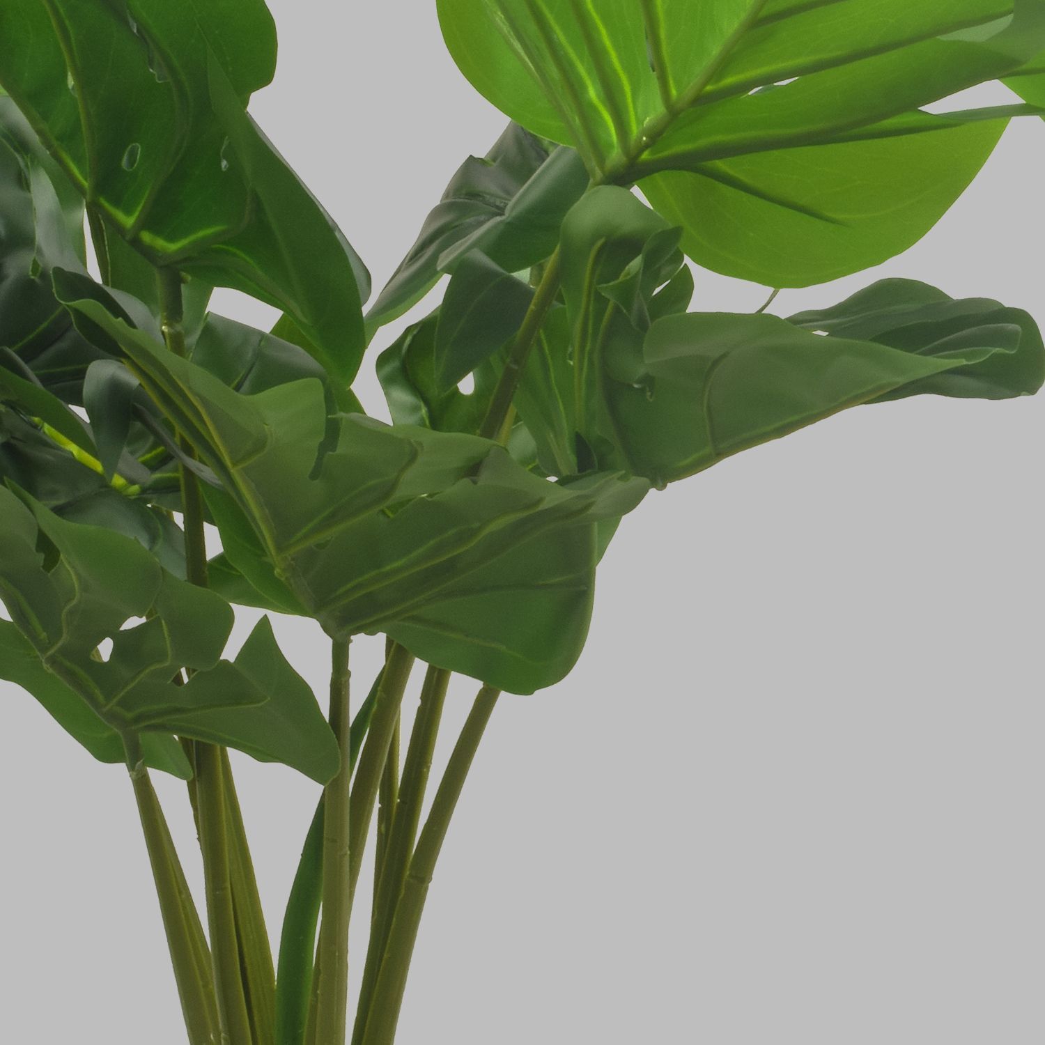 222205-MONSTERA60-4.jpg