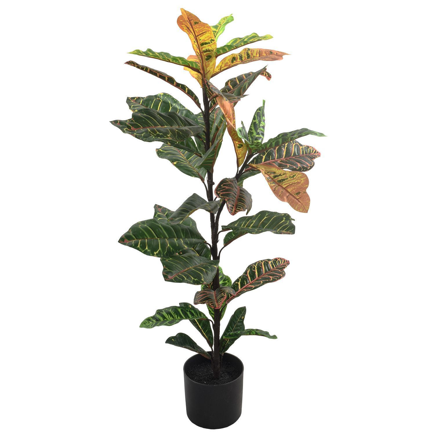 264445-CROTON100-3.jpg