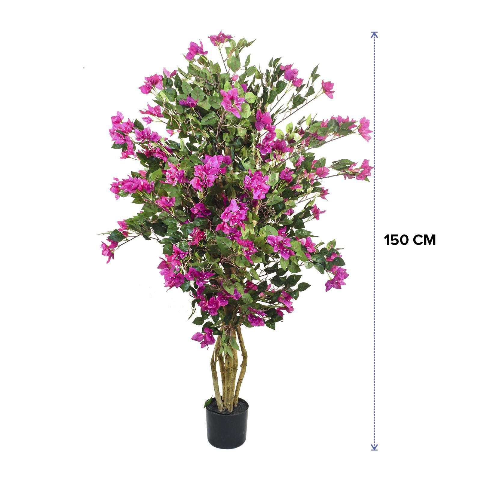 384172-AZALEA150-dimensiones.jpg
