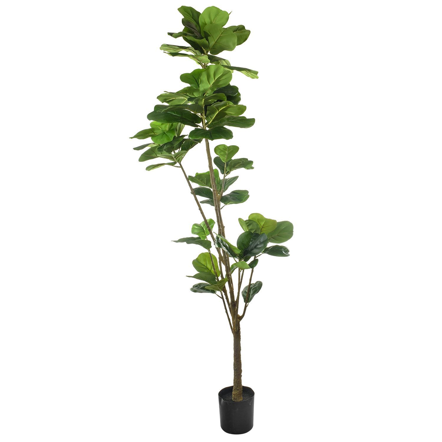 637963-FICUS210-2.jpg