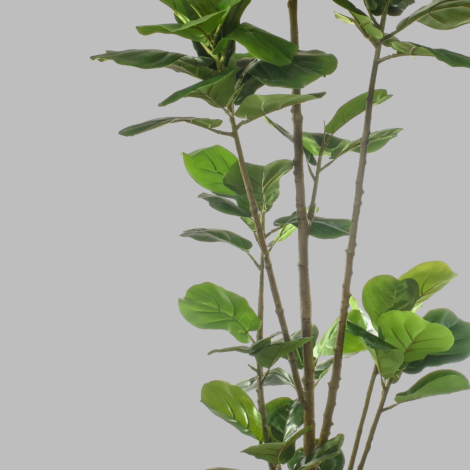 664210-FICUS210-4.jpg