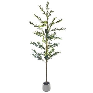 planta-olivo-240-1296