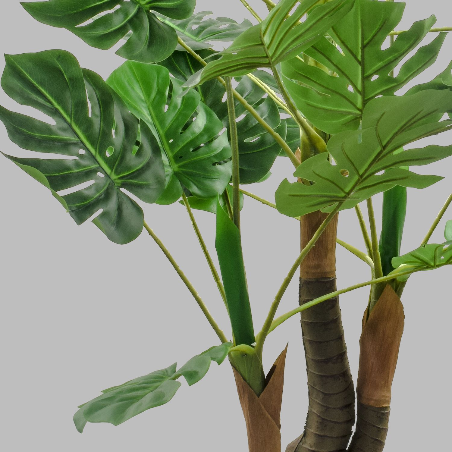 905429-MONSTERA115-3.jpg