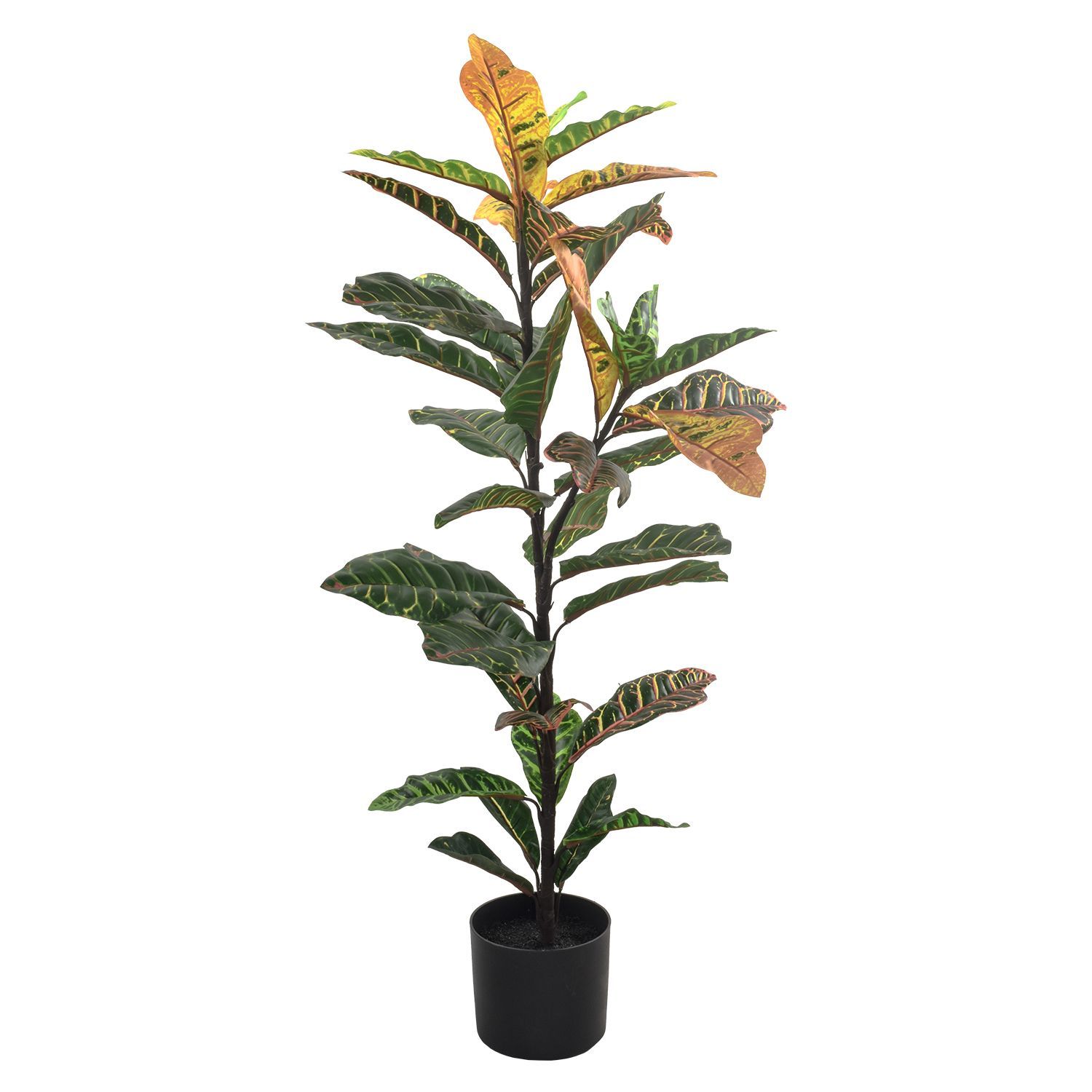 936965-CROTON100-2.jpg