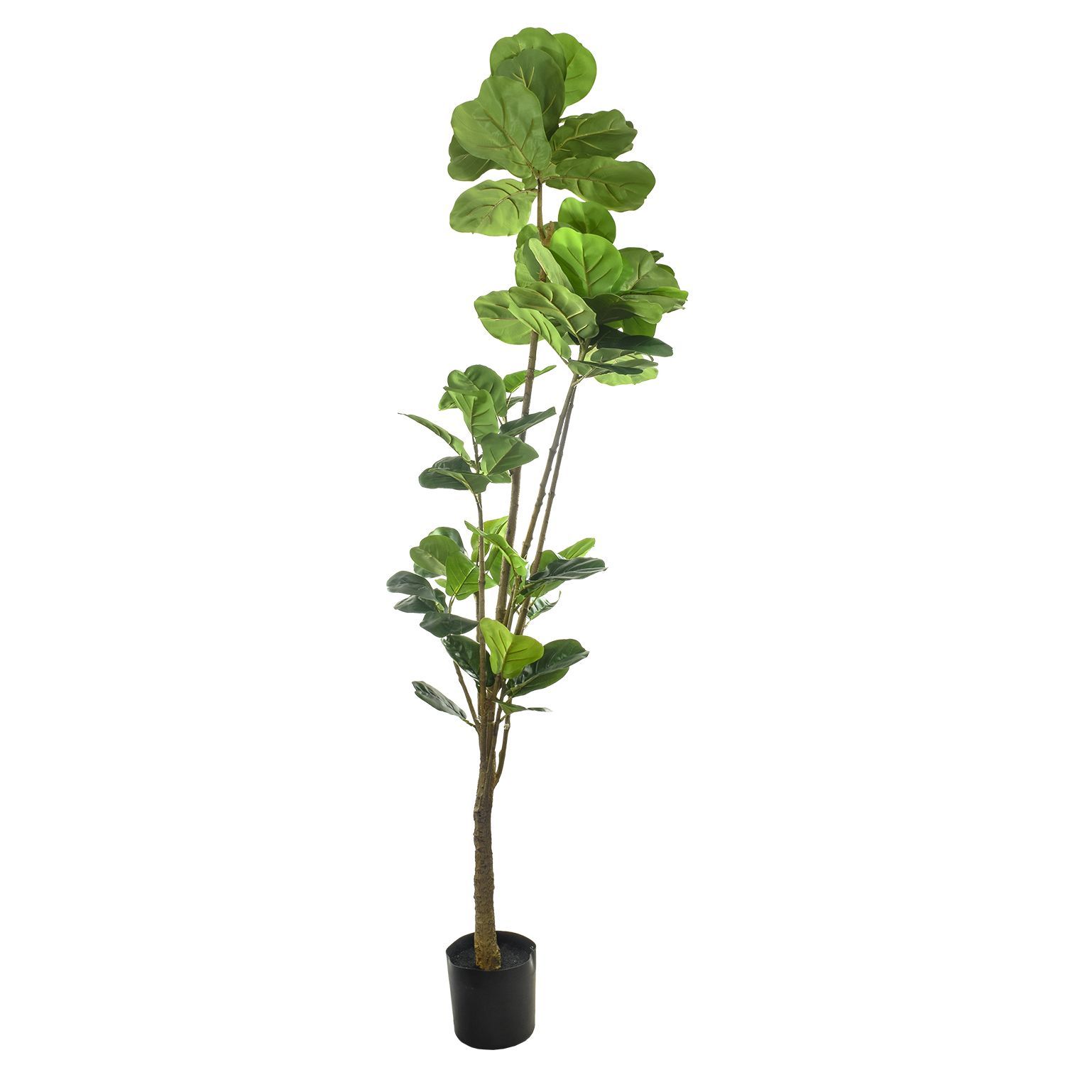 980317-FICUS210-3.jpg